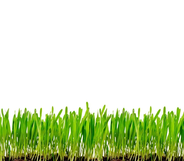 Isolated green grass — Stock Photo, Image