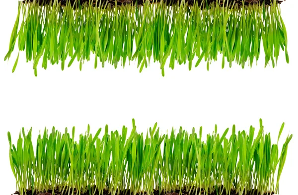 Isolated green grass — Stock Photo, Image