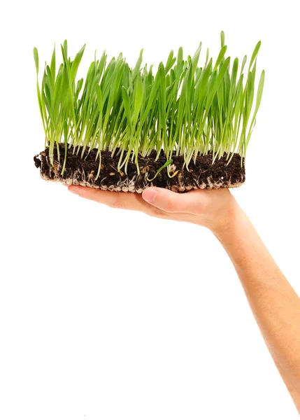 Planten in de hand — Stockfoto