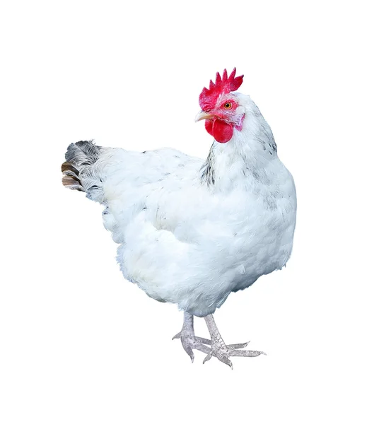 Weißes Huhn — Stockfoto