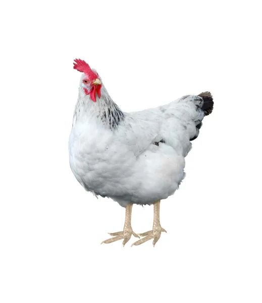 Pollo bianco — Foto Stock