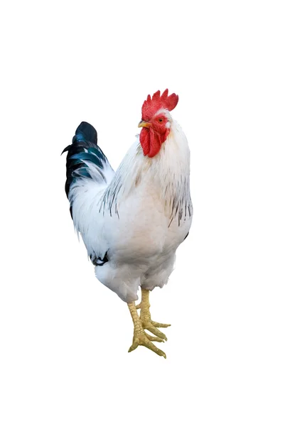 White rooster — Stock Photo, Image