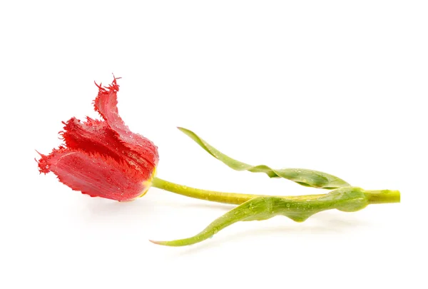 Tulipán rojo en gotas de agua —  Fotos de Stock