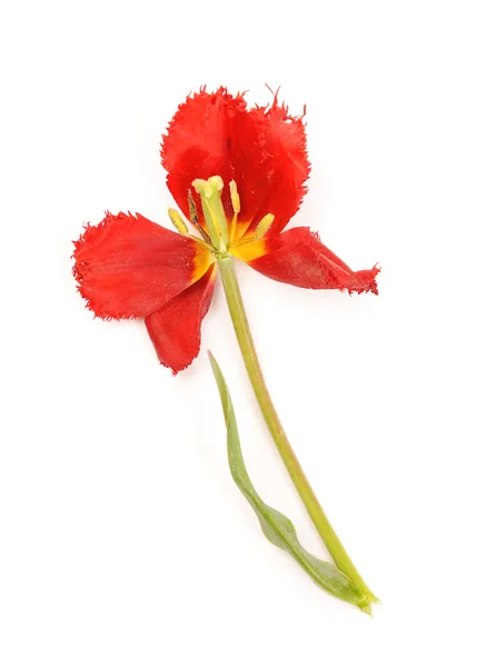 Faded red tulip — Stock Photo, Image