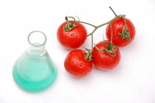 转基因番茄 — 图库照片