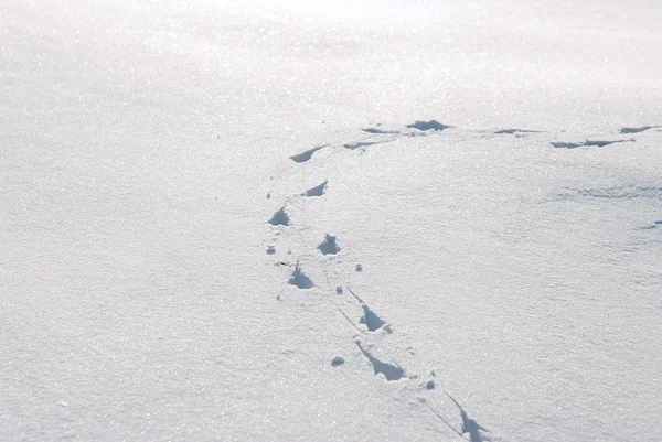 Djurspår i snön — Stockfoto