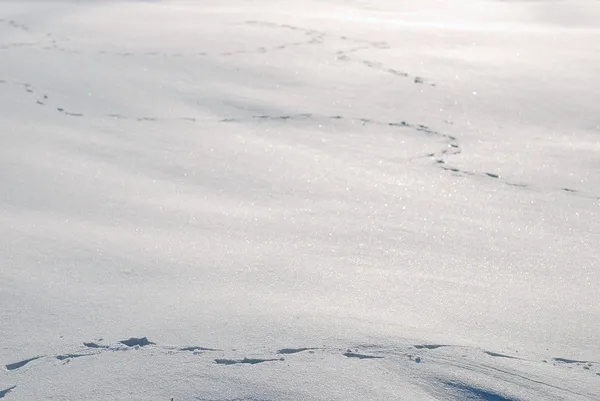 Djurspår i snön — Stockfoto