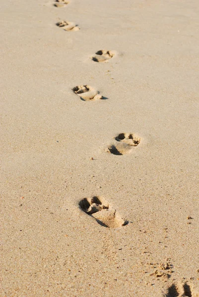 Tracce su sabbia umida — Foto Stock