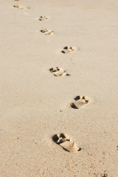 Spuren auf feuchtem Sand — Stockfoto