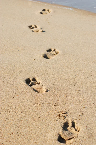 Traces on damp sand — Stock Photo, Image