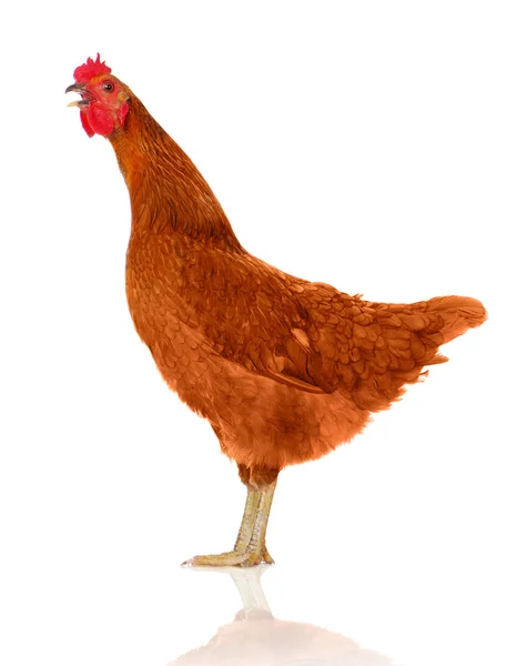 Gackerhuhn — Stockfoto