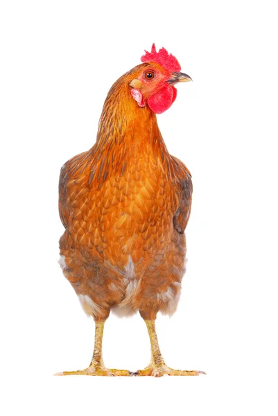 Hen isolated on white, studio shot — Stock Photo, Image