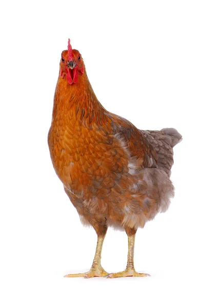 Poule isolée sur blanc, plan studio — Photo