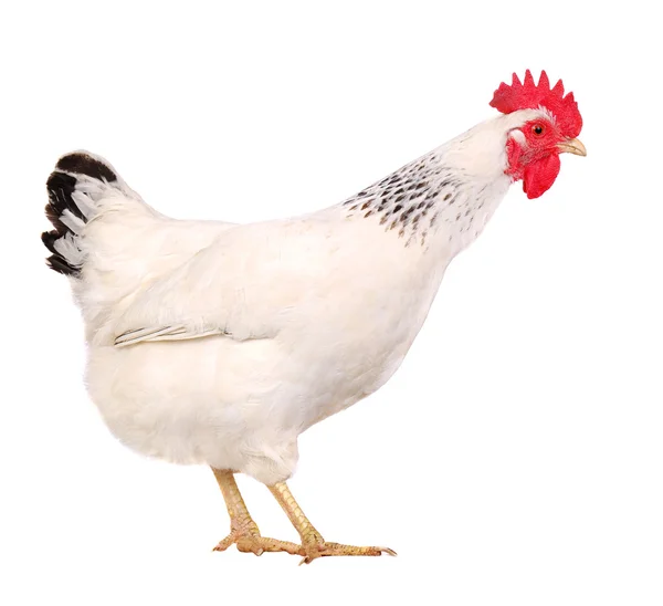 Gallina bianca — Foto Stock