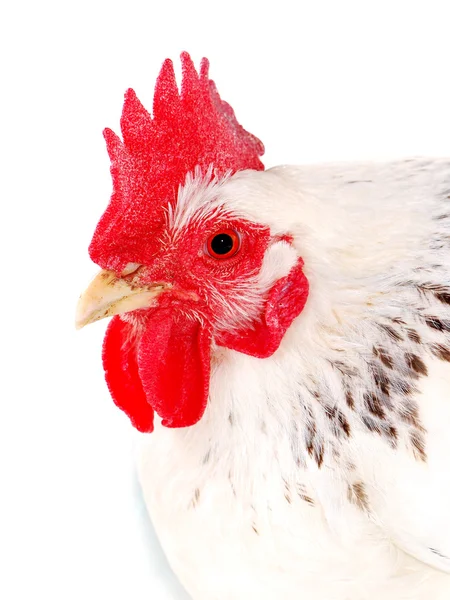 Portrait of white hen — Stock Photo, Image
