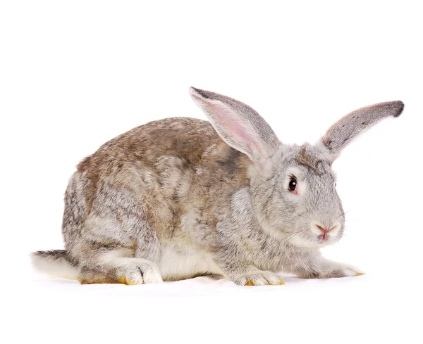 Rabbit — Stock Photo, Image