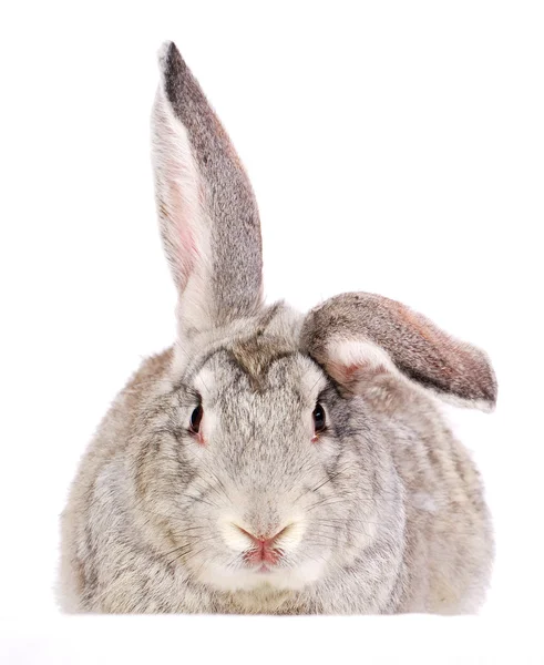 Rabbit — Stock Photo, Image