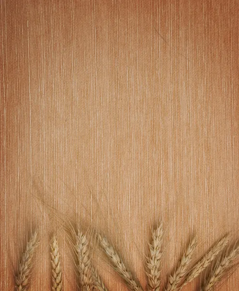 Wheat ears — Stock Photo, Image