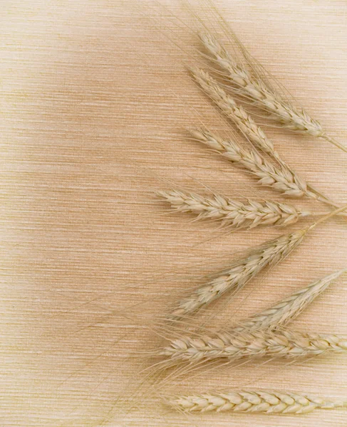 Weizenähren auf einem Hintergrund — Stockfoto
