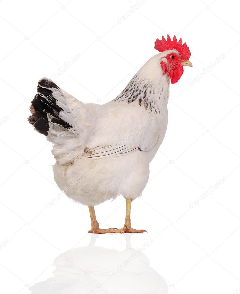 White hen — Stock Photo © slena #14208909