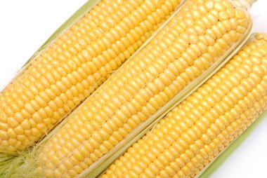 cob Mısır kökenli