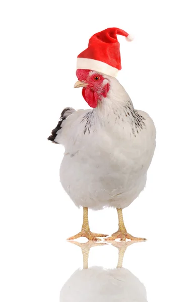 Hen in a Santas hat. — Fotografie, imagine de stoc