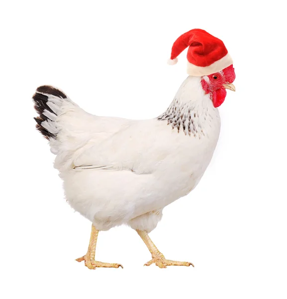 Hen in a Santas hat. — Stock Photo, Image