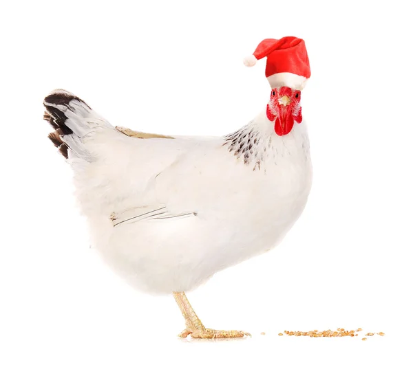 Poule dans un chapeau Santas . — Photo