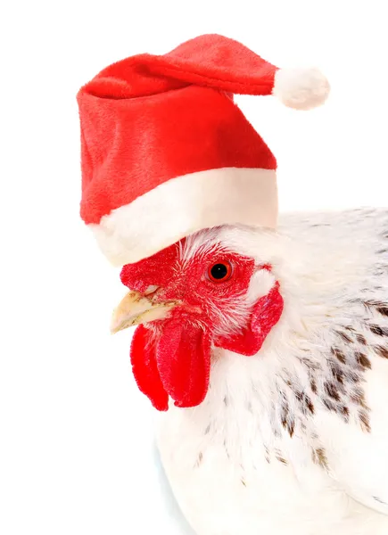 Hen in a Santas hat. — Fotografie, imagine de stoc
