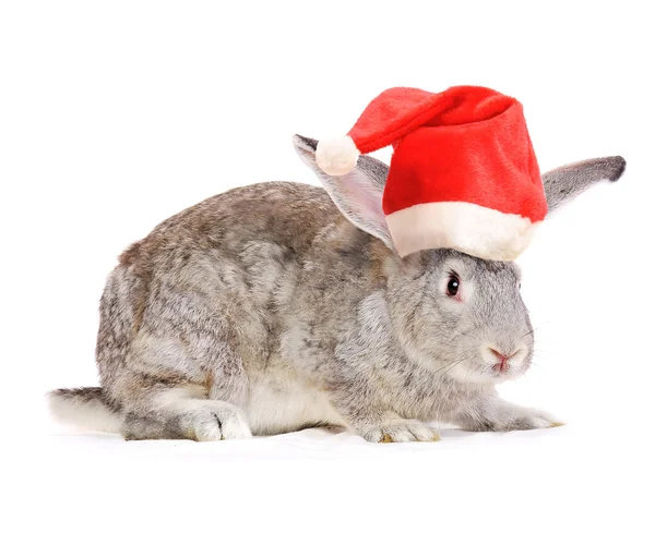 Coniglio in un cappello Babbo Natale . — Foto Stock