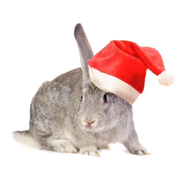 Conejo en un sombrero de Santas . —  Fotos de Stock
