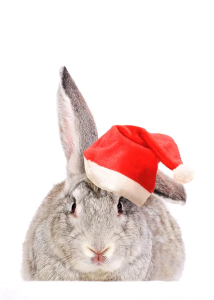 Coniglio in un cappello Babbo Natale . — Foto Stock