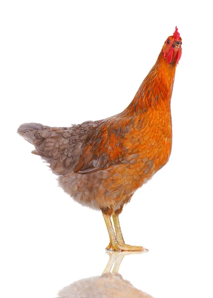 Huhn — Stockfoto