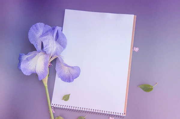 Prázdný Prostor Bílý List Jemnou Duhovkou Květiny Květinový Mokup — Stock fotografie