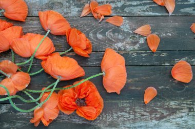Kırmızı haşhaş buketi eski tarz ahşap bir arka planda