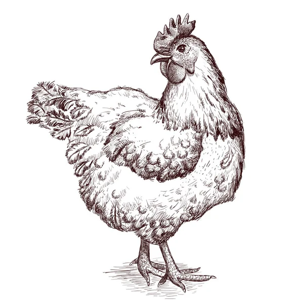 グラフィック手描きベクトルスケッチのHen — ストックベクタ