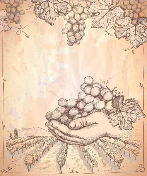 Paesaggio Rurale Con Vigneto Grappolo Uva Illustrazione Grafica Vettoriale Vecchio — Vettoriale Stock