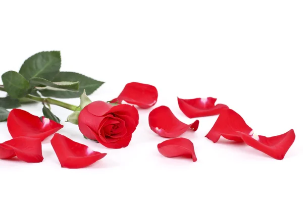 Rosa vermelha e pétalas no branco — Fotografia de Stock