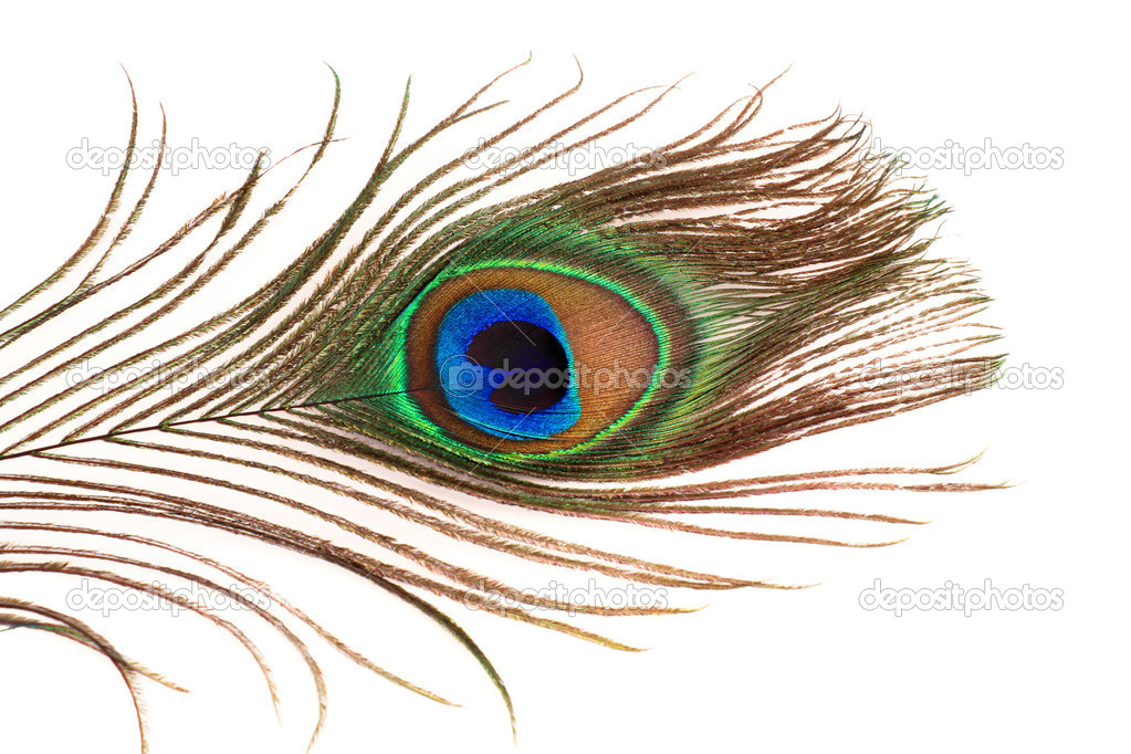 Peacock feather