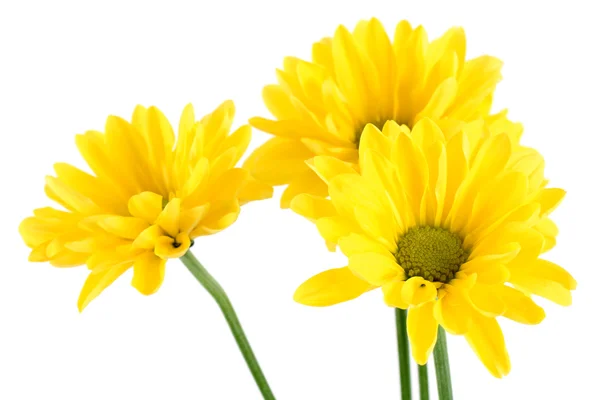 黄色のデイジーの花 ストック画像