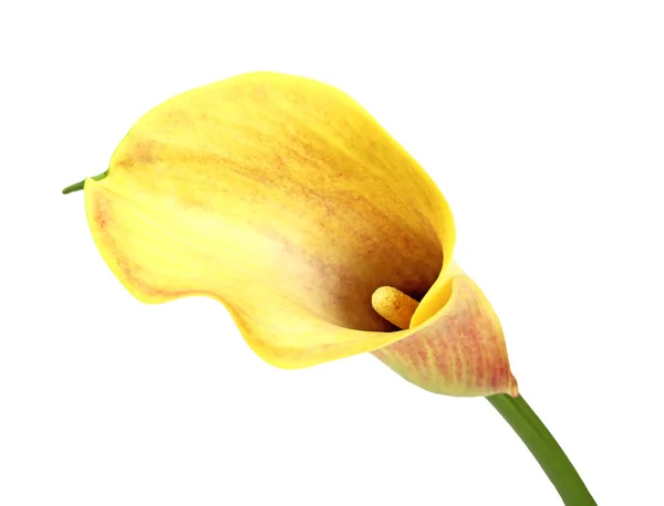 Yellow calla lily — Stock Photo, Image