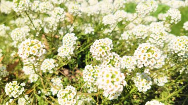 Bahar beyaz kır çiçekleri. Zemin örtüsü, üstten görünüm. Arka plan için uygundur.