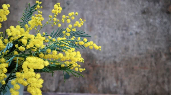 Branches Yellow Mimosa Dark Old Wooden Background — Stock Photo, Image