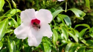 Çiçekteki arı Arı polen topluyor