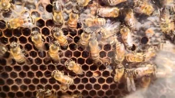 ハチミツ入りのハニカムの上の蜂 ミツバチは新鮮な蜂蜜でハニカムを満たします 蜂はどのように蜂蜜を作るか ハチミツ入りのハニカムの上の蜂 ミツバチは新鮮な蜂蜜でハニカムを満たします 環境に優しい蜂蜜 — ストック動画