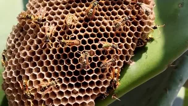 蜂の巣の蜂の巣の蜂の巣 自然の中での梨の蜂の巣の蜂の巣 人々のための自然な有機蜂蜜 庭の野生での梨に取り組んでいる昆虫を閉じます — ストック動画