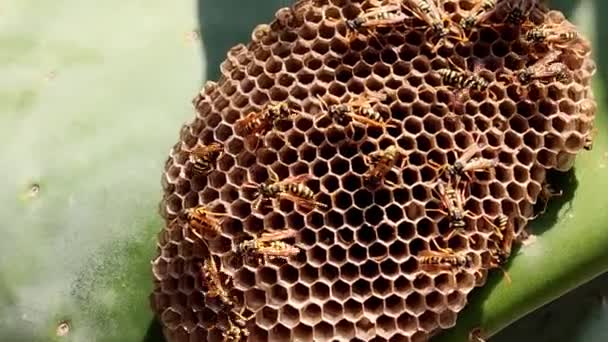 Пчелиные Соты Пчелиных Насекомых Колючей Груше Природе Зеленый Лист Колючей — стоковое видео