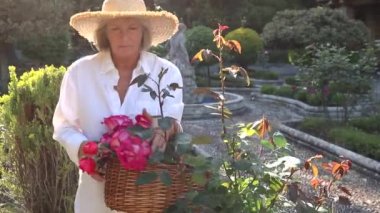 elinde makas ile pembe gül bahçe yapan yaşlı kadın 