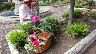 elinde makas ile pembe gül bahçe yapan yaşlı kadın 