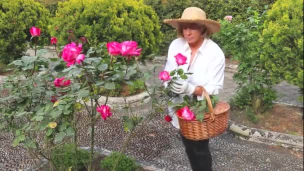 Donna Anziana Impegnata Nel Giardinaggio Rose Rosa Con Forbici Mano — Video Stock